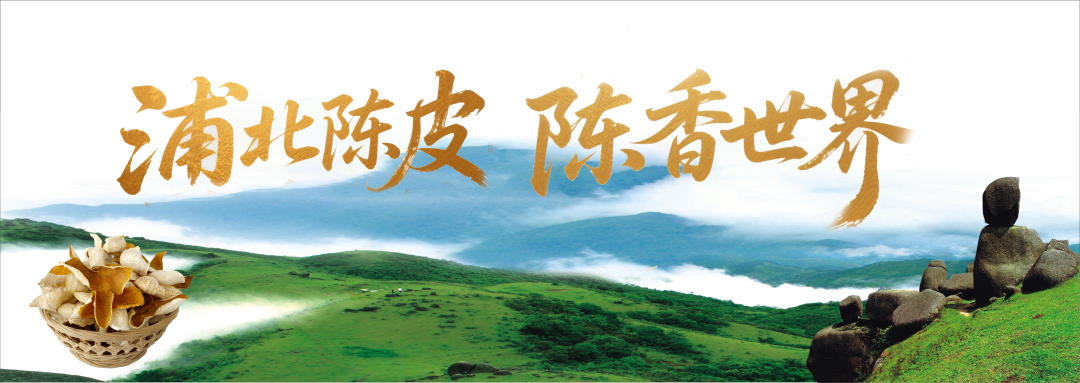 浦北陈皮：藏在大山里的 “致富密码”