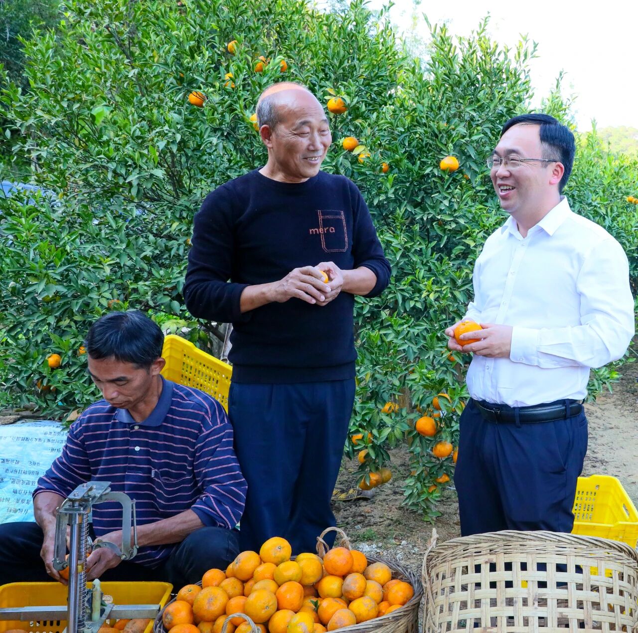 杨永冲到龙门镇调研大红柑生产销售和浦北陈皮产业发展工作